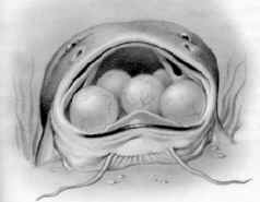 Самец галеихтеса, вынашивающий икру в ротовой полости