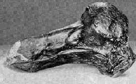 Слепок черепа дронта с острова Маврикий из Британского музея, Лондон