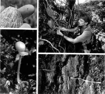 1 — семя фикуса, полученное из плода; 2 — проросток фикуса; 3 — Тим Ламан измеряет листочки проросших фикусов; 4 — лазающие корни фикуса