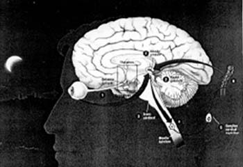 Изображено правое полушарие мозга. Под мозолистым телом – таламус, впереди него – полосатое тело, или стриатум