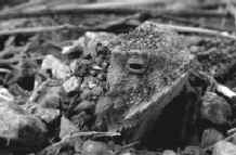 Одна из рогатых ящериц замаскировалась с помощью мелких камешков и песка