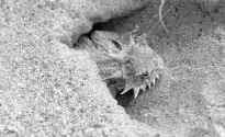 Рогатая ящерица Ph.mcallii вылезает из своего дневного убежища