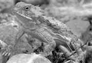 Внешний вид рогатой ящерицы, обитающей в аризонской пустыни Соноран